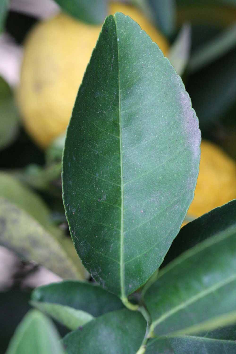              Unifoliolate leaf (Riverside, CA)       